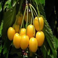 نهال گیلاس سفید ارومیه