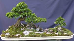 It was made by bonsai group namaste in india. 22 Best Trees For Bonsai Best Bonsai Plants Balcony Garden Web