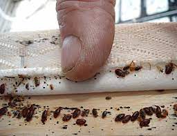 100 Effective Bed Bug Treatment Found In Ma Networx