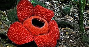 105 569 просмотров • 21 сент. Rafflesia Flower In Kota Kinabalu Malaysia The World S Largest Flower