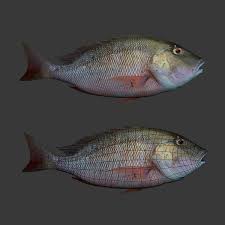 Free Fishes 3d Model Fish By Yimitrg