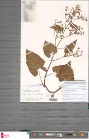 Image result for Cissus petiolata