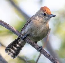 Image result for Sartidia angolensis