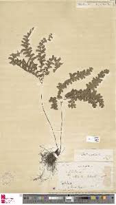 Image result for Adiantum patens