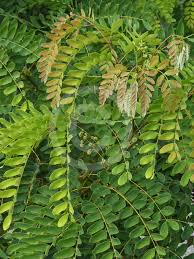 Image result for Albizia procera