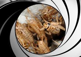 Corky's pest control provides pest control in san diego, los angeles, san bernardino, napa and solano county. Cricket Control San Diego License To Kill Pest Control Of San Diego