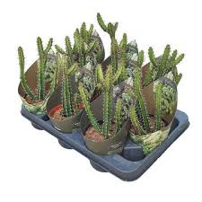 Image result for Euphorbia griseola