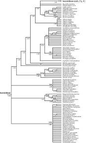 Image result for Triainolepis sancta