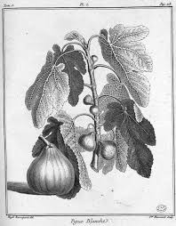 Img Dessins Gravures Arbres Fruitiers Et Fruits Figue Blanche Figuier Jpg Dessin Botanique Dessin Les Arts