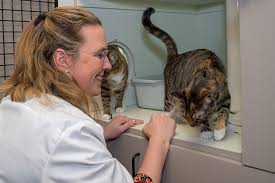 12mm+ questions answered · helped over 8mm worldwide Pet Boarding Grooming Houston Tx Oak Forest Veterinary Hospital