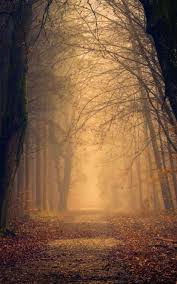 Check spelling or type a new query. Foggy Autumn Forest Morning 4k Ultra Hd Mobile Wallpaper