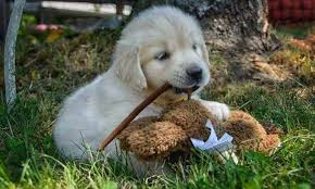 Start house training the moment you bring the puppy home. Golden Retriever Puppies Maine Petsidi