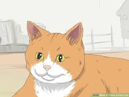 At this age, they can usually be taught quickly how to eat on their own and socialize fairly quickly (from several. How To Tame A Feral Cat 14 Steps With Pictures Feral Cats Cute Cats Feral Kittens