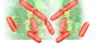 Resultado de imagen para salmonella