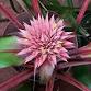 Bromeliads Sale event image