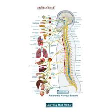 Autonomic Nervous System Lateral Labeled Body Part Chart Removable Wall Graphic