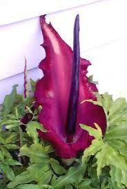 Pin On Botanicals