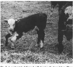 Observations Of Lupinus Su Plwem Induced Crooked Calf Disease Semantic Scholar