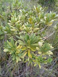 Image result for Rauvolfia mombasiana