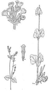 Image result for Commicarpus helenae