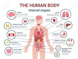 Print out the organs of the human body. Human Body Internal Organs And Parts Info Poster Vector Heart Royalty Free Cliparts Vectors And Stock Illustration Image 113704572