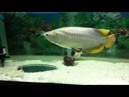 Arwana red banjar merupakan ikan arwana asli dari indonesia. My Banjar Red Arowana By Na Sopich
