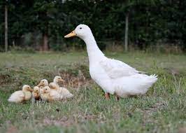 Pekin Duck Breed Everything You Need To Know
