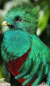 Bird With Colorful Feathers Resplendent Quetzel Guatemalas National Bird With Images Beautiful Birds Animals Beautiful Birds