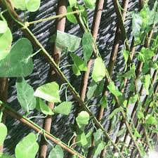 Check spelling or type a new query. Daun Plastik Pagar Kayu Portable Perkebunan Di Carousell