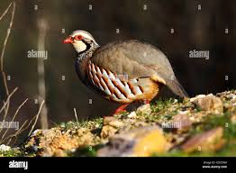 Image result for Alectoris rufa