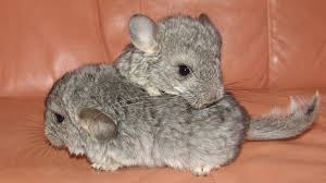 Baby rodent is a size of a pinecone 🙂. Baby Chinchillas