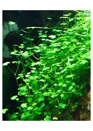 Image result for Hydrocotyle sibthorpioides