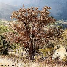 Image result for Pavetta gerstneri