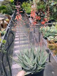 Image result for Aloe buchananii
