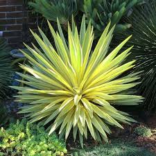 Planning to landscape your front yard shouldn't be a daunting task. Yucca Gloriosa Bright Star Desert Landscaping Front Yard Plants High Desert Landscaping
