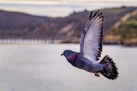 We did not find results for: How To Get Rid Of Pigeons Laws Tips And Proofing Integrum