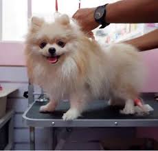 Grooming tables, tools, and a heated hydro bath tub are just some of the. Pet Grooming Near Me Cheap Online