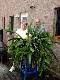 Greener Living: Some of us just can't get enough of night-blooming cereus –  The Virginian-Pilot