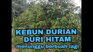 Sesuai dengan namanya durian duri hitam. Kebun Durian Duri Hitam Siap Berbuah Youtube