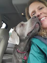 Adopting a Lab Mix from Shelter in Frederick, MD