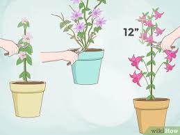 As the plant matures, prune to eliminate scraggly stems. How To Plant Clematis 13 Steps With Pictures Wikihow