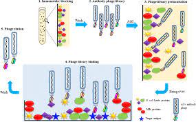 Biotechnology is synonymous with genetic recombinant dna and biotechnology have been used to increase the efficiency of plant growth by increasing the efficiency of the plant's ability to fix nitrogen. I Dna Biotechnology M Sdn Bhd Dna Informasi