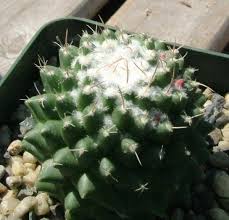 There are plenty of commercial products that are effective for black mold removal, but many of them contain harsh chemicals that may be as harmful as the mold itself. Sticky White Mold On My Cactus Miss Chen Garden Manage Gfinger Is The Best Garden Manage App