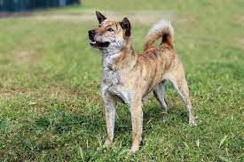 This is an essential step . Jindo Dog Breed Information American Kennel Club