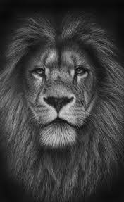 Black And White Lion Tattoo Lion Heart Lion Head Tattoos Mens Lion Tattoo Lion Tattoo Sleeves