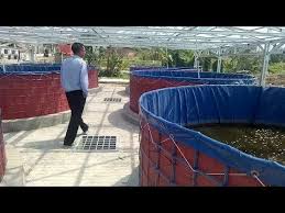 Model Kolam Budidaya Ikan Lele Tebar Padat Sistem Bioflok Lebih Efektif Dan Efisien Youtube Ikan Kolam Ikan Air Tawar