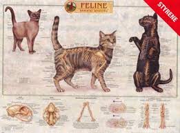 Feline Skeletal System Laminated Chart Lfa 92530