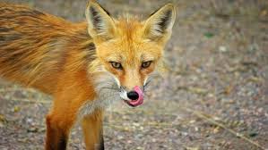 Rabid fox found in Kings Mountain