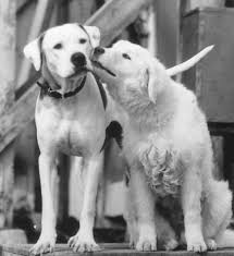 Bianca S Cousin Delilah From The Movie Homeward Bound 2 Homeward Bound Movie Labrador Retriever Animals