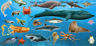 What is a round flat sea creature that tourists love to find on shore? Sea Animals Names With Pictures Necessary Vocabulary Necessary Vocabulary
